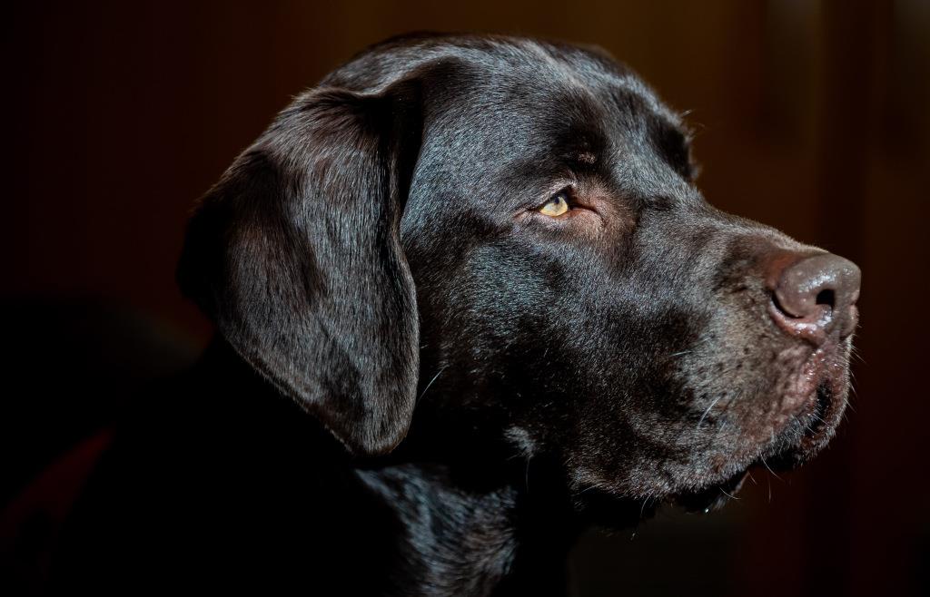 Labrador-Reanimation nach Hitzekollaps erfolglos – Zweiter Hund verendet ...