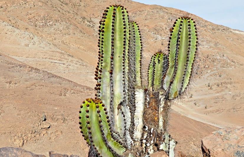 Kaktus-Expedition in Sdamerika: Neumarkter fliegt regelmig zur Forschung  nach Peru