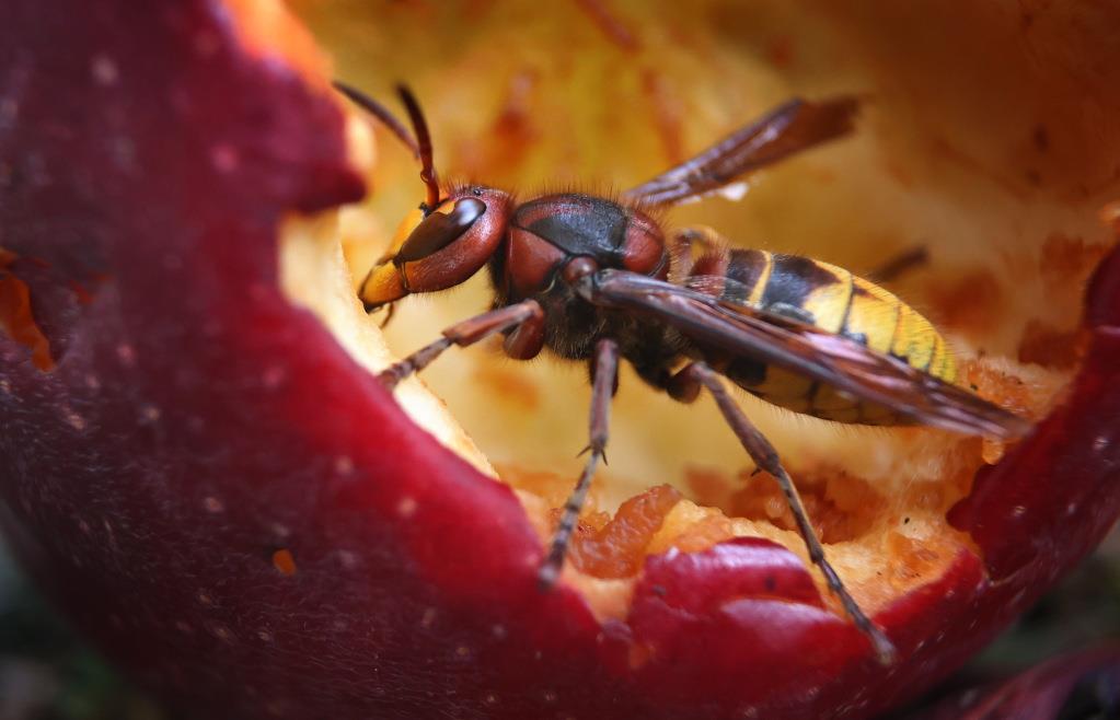 Keine Angst vor Hornissen: Alles was man zu den großen Insekten wissen muss