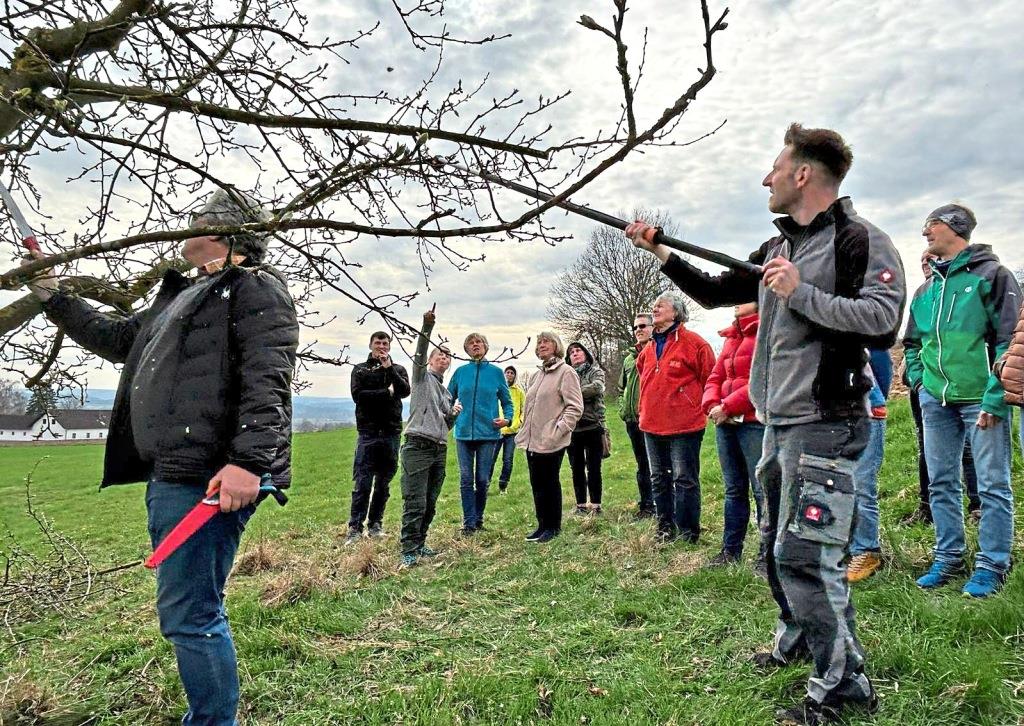 Lernen, wie man Obstbäume schneidet