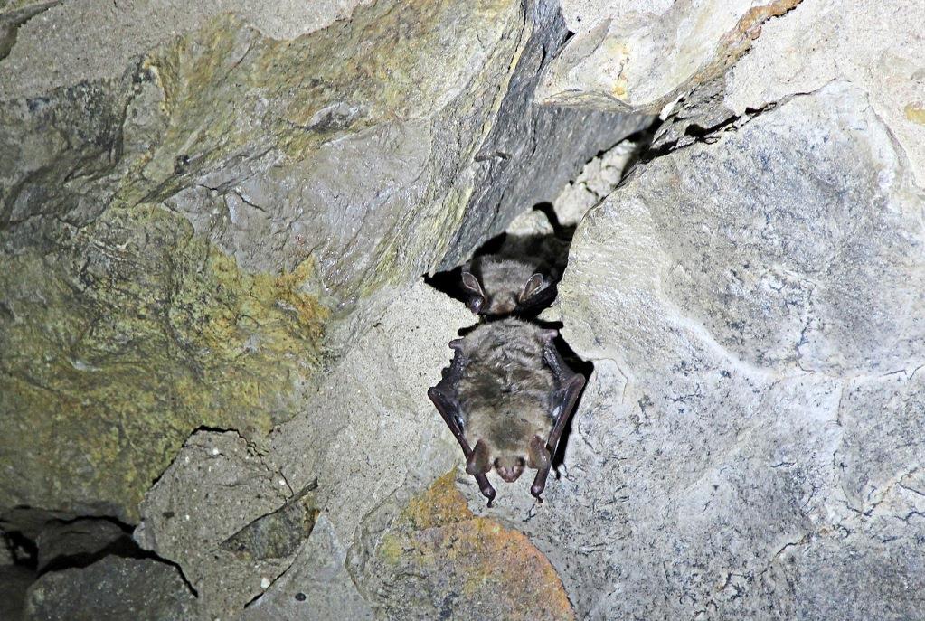 45 Fledermäuse schlafen in Kellern