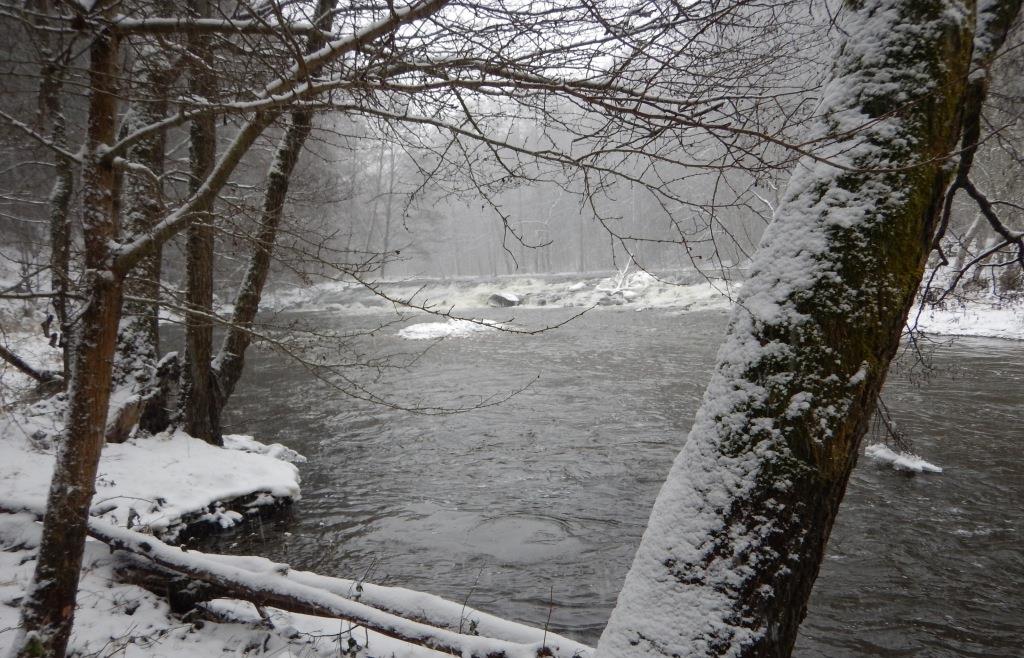 Forelle auf der Roten Liste Sie würde vom Abriss des Wehrs an der