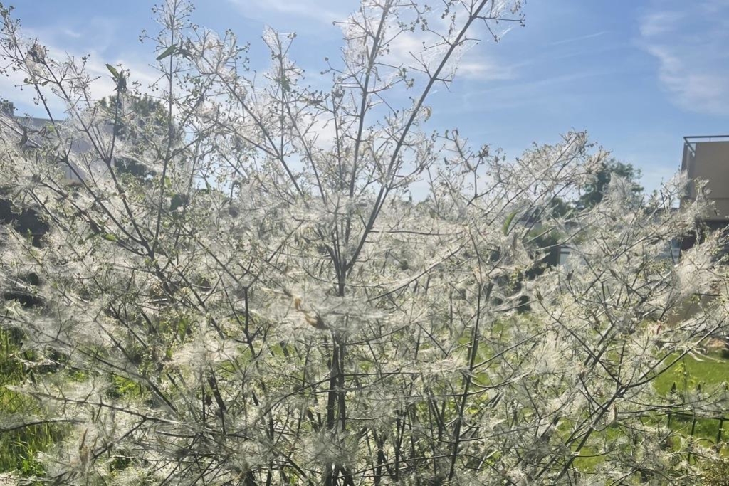 Ghostly: Caterpillars eat trees and bushes bare and cover them in a ...