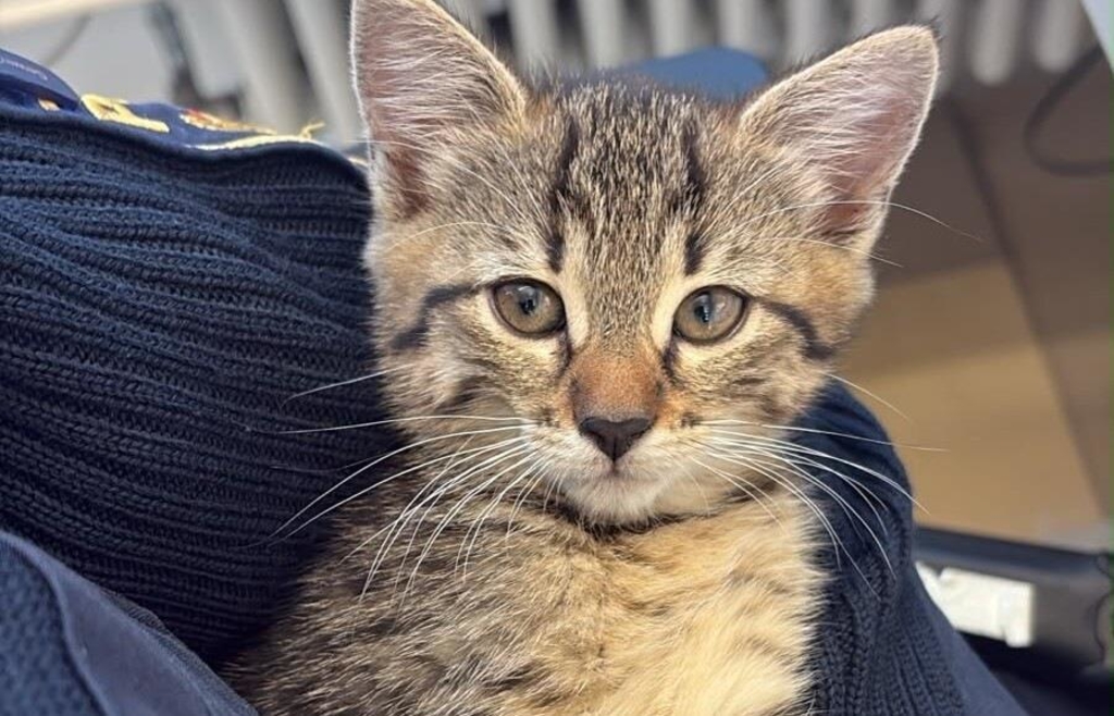 Kleines Wunder: Versteckte Babykatze übersteht Autounfall