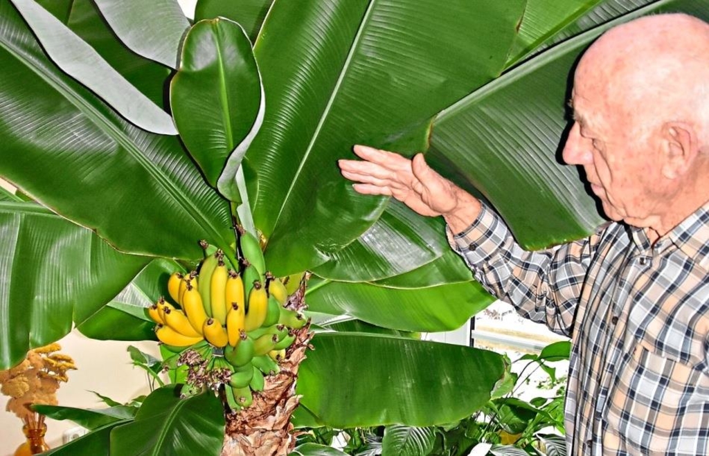 large fake cactus Buy Large Natural Looking Artificial Cactus Plant  NCYPgarden