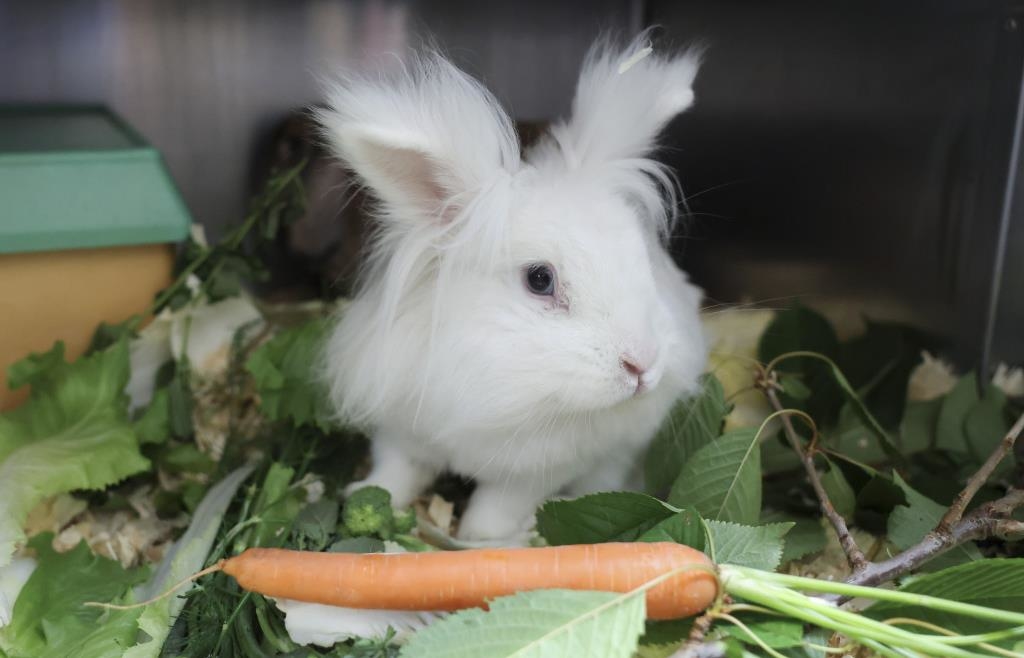 Was Tierhaltern droht, wenn sie ihr Haustier zurücklassen