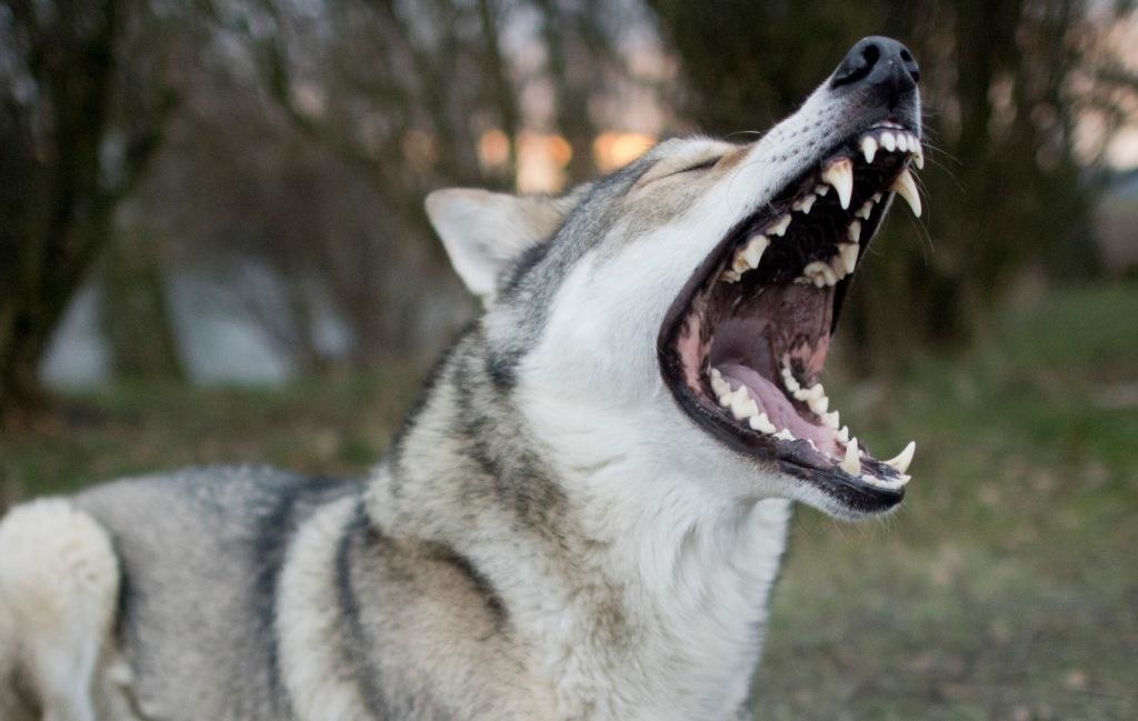 Urteil zur Wolfshunde-Attacke in Traitsching: Beide Seiten gehen in ...