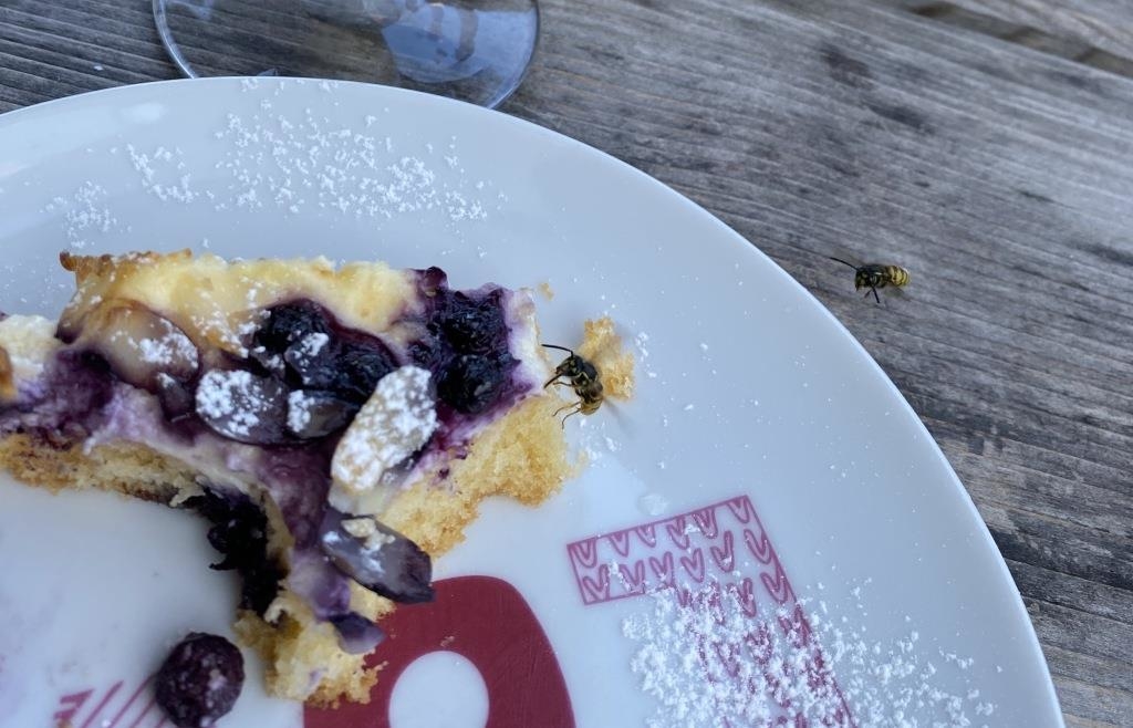 Lstige Insekten: Gibt es heuer wirklich so viele Wespen und Mcken im  Landkreis Cham?