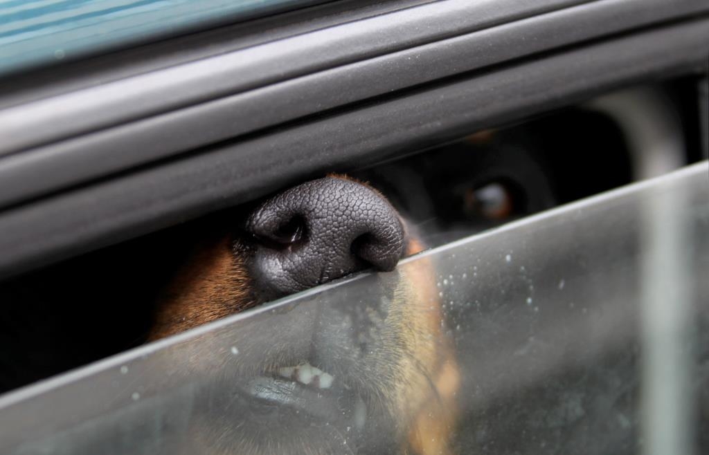 Hund im heißen Auto gelassen: Besitzer widersetzt sich Polizei