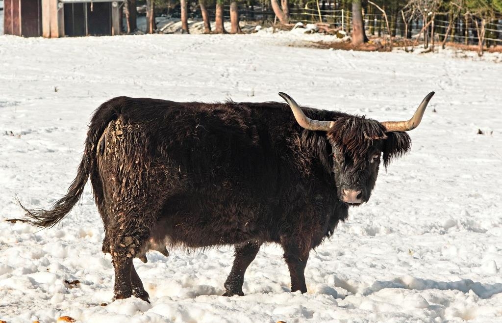 Did a wolf strike in Parsberg? - | Highland calf found mangled in pasture
