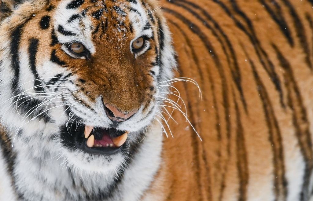 Horror in England: Man enters enclosure and is killed by Siberian tiger