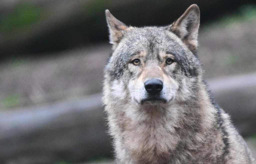 Jungtier von Audi erfasst: Wolf stirbt nach Verkehrsunfall im Bayerwald