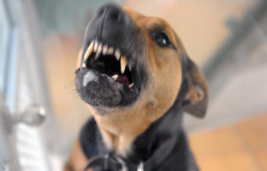 When he rang the doorbell: Three dogs injure fiber optic technician in ...