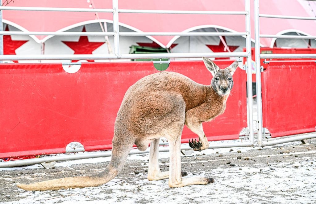 Kangaroo escapes from circus and is hit by car