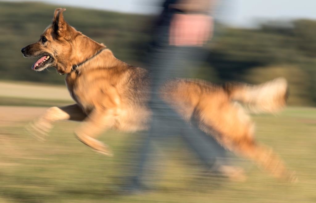 Woman (21) bitten by German Shepherd while walking her dog in Schwandorf