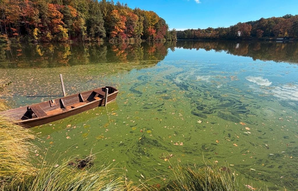 Weiter Blaualgenteppich im Hammersee: So soll er verschwinden