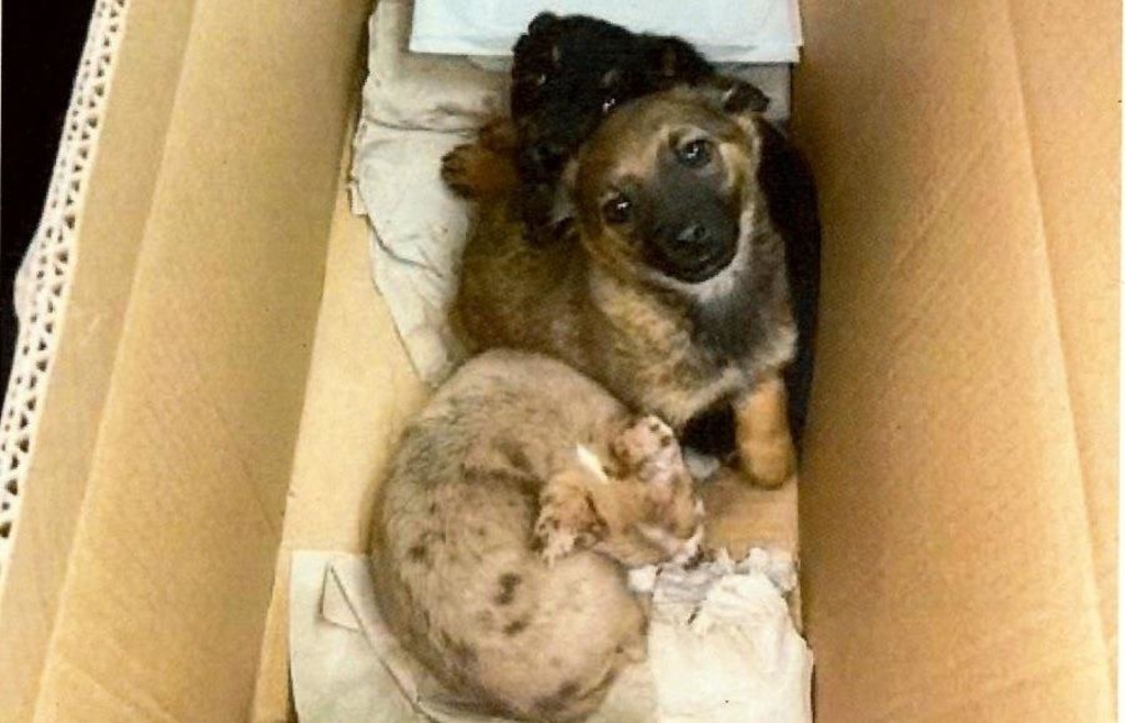 Customs stops puppy smuggling during car inspection in the Schwandorf ...