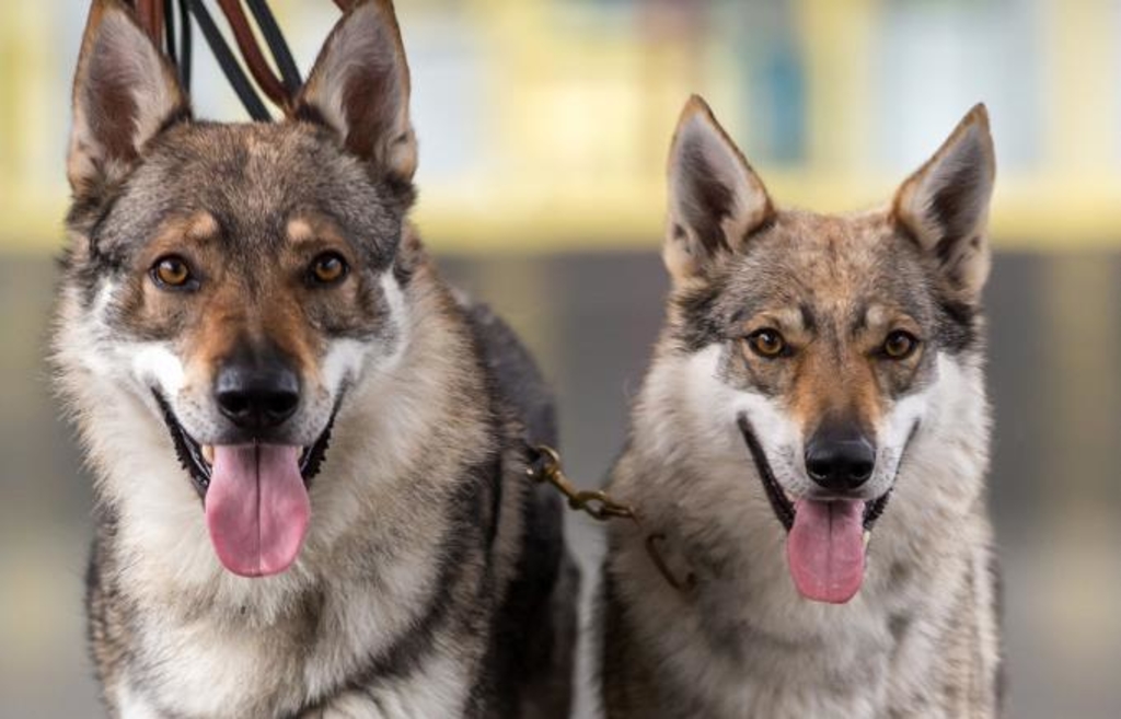 Wolfshund-Angriff bei Schorndorf: Halterin von Polizei identifiziert