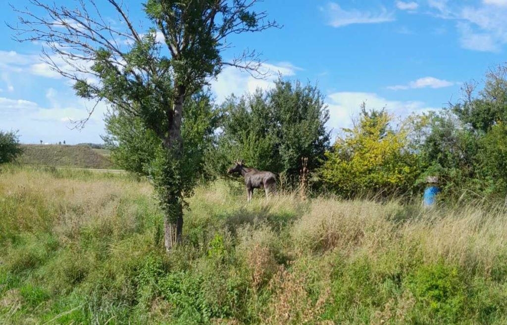 In Neumarkt's twin town Mistelbach, a moose is the latest attraction