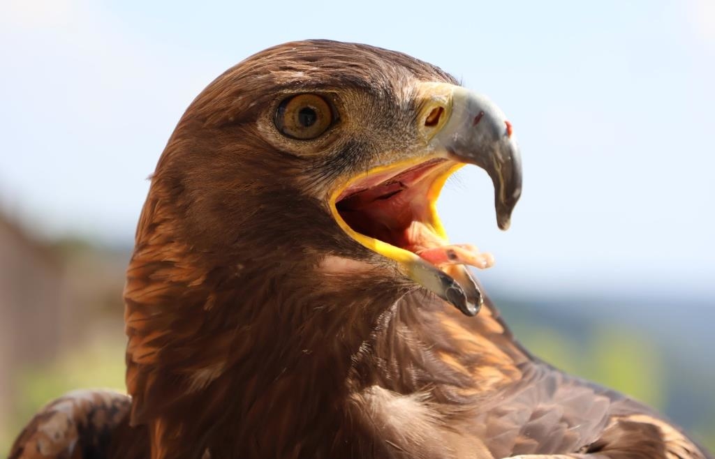 Steinadler „Wotan“: Wenn der Herr der Lüfte über Riedenburg kreist