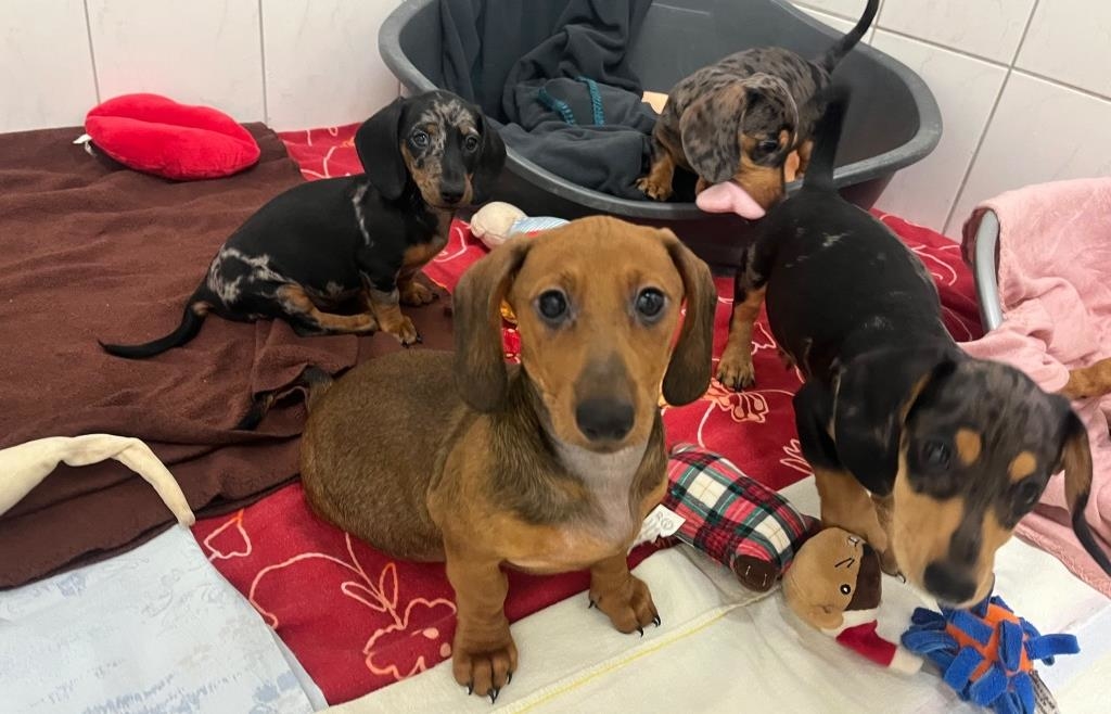 Abandoned Dachshund Puppies at the Schwandorf Animal Shelter - | How the ...