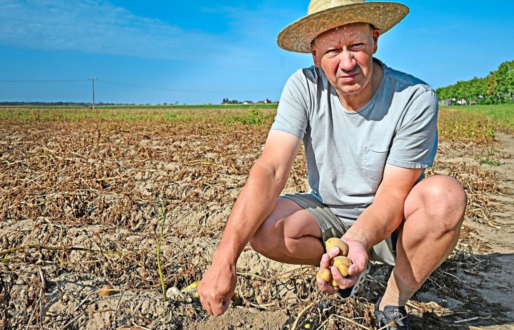 Oberpfälzer Landwirte resignieren: „Auf unseren Feldern ist alles ...