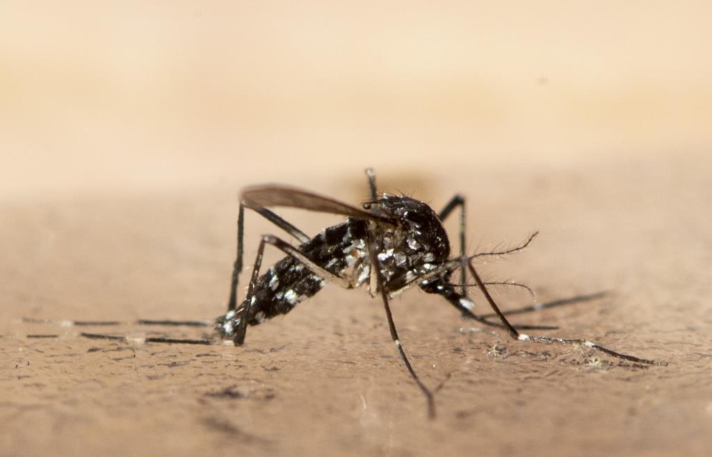 More Chikungunya virus infections in Bavaria: What travelers should be ...