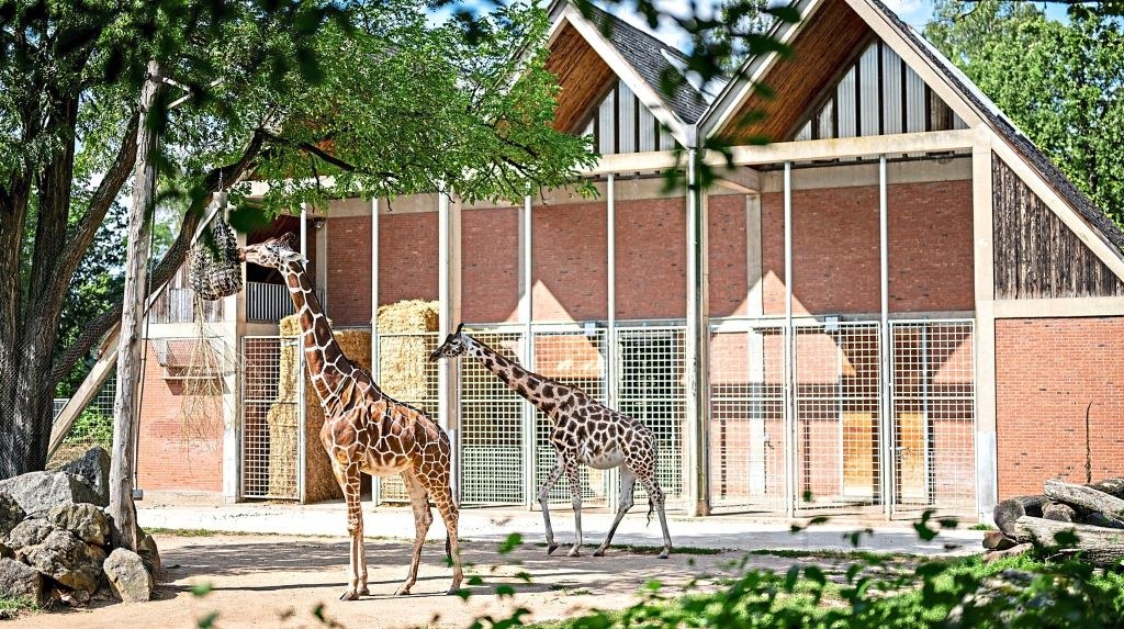 Die Nürnberger Giraffen müssen umziehen