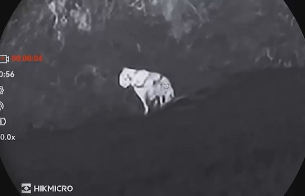 Ein Puma in Oberbayern? Die Pressekonferenz von Landratsamt und Polizei im ...
