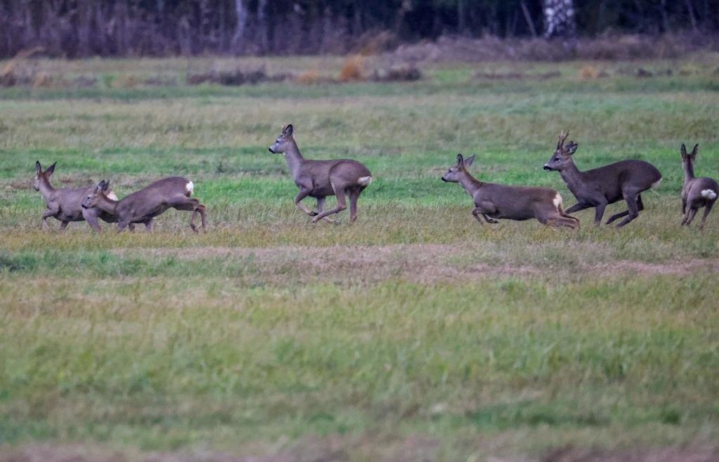 Poaching near Riedenburg: Unknown perpetrators kill five deer with arrows ...