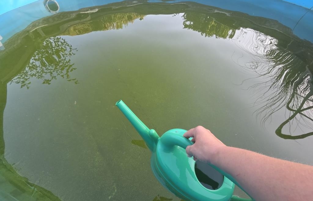 Watering the garden with pool water - | is that even allowed?