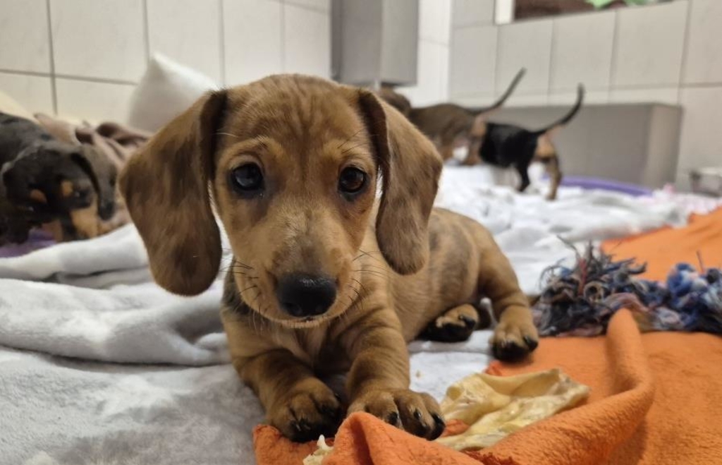 Abandoned puppies near Wernberg: Police discover another dog - | Is it the ...