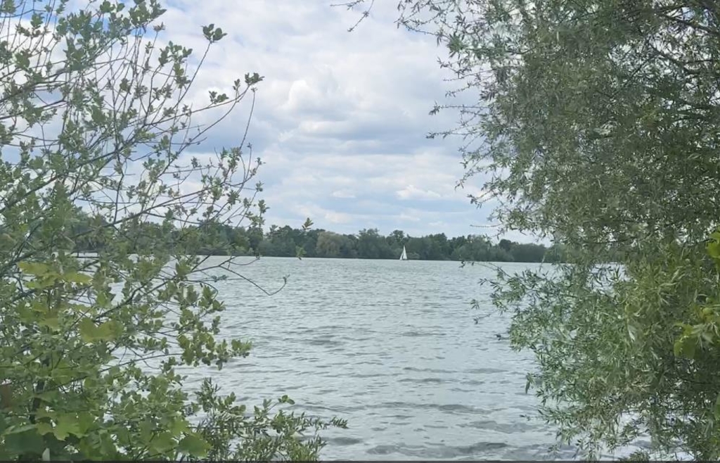 Blaualgen im Badesee nachgewiesen – Warnschilder platziert