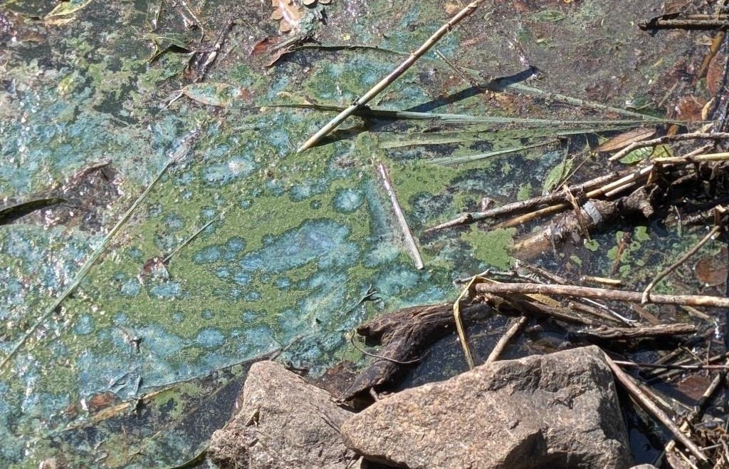 So giftig schimmert der Regen bei Lappersdorf: Angler schlägt Blaualgen-Alarm